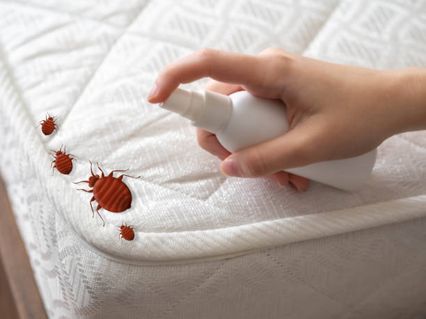 Best Pest Removal Services  in Terville, WA