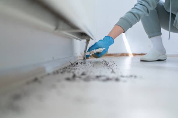 Best Rat Extermination Near Me  in Terville, WA